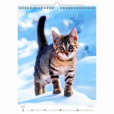 Cute Kittens Calendar A3+ 2026+